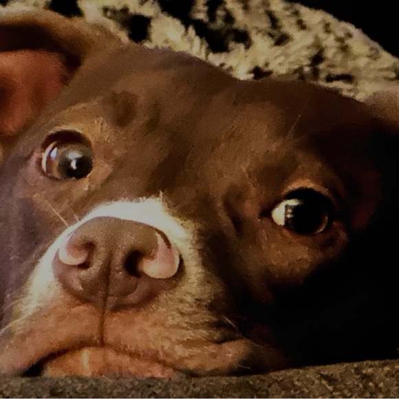 My rescue babies🐾Reilly,Baya & the newest Apryl …now the newest newest… Elynor! - Picture 10 of 12